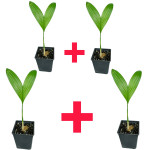 BETELNUT / SUPARI PLANT COMBO ( PACK OF 4 )