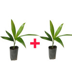 BETELNUT / SUPARI PLANT COMBO ( PACK OF 2 )