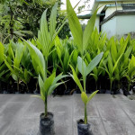 BETELNUT / SUPARI PLANT COMBO ( PACK OF 2 )