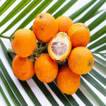 BETELNUT / SUPARI PLANT COMBO ( PACK OF 2 )