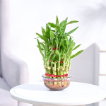 LUCKY BAMBOO PLANT WITH POT